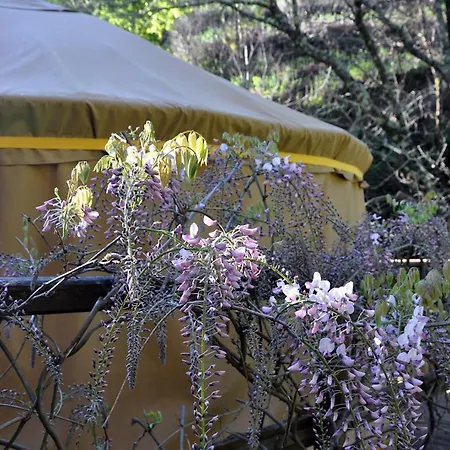 Yurt - Lugar Varzeas Pracerias